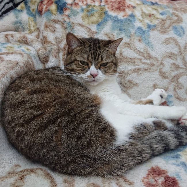 猫部屋の大先輩、にぼし