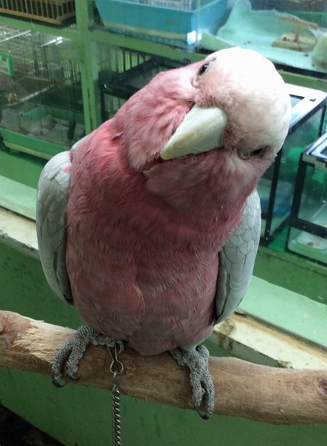 モモイロインコ