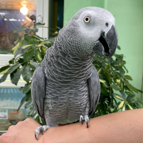 ヨウム