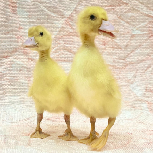 アヒル