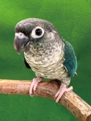 ホオミドリアカオウロコインコ