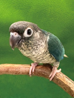 ホオミドリアカオウロコインコ