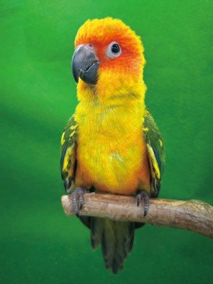 コガネメキシコインコ