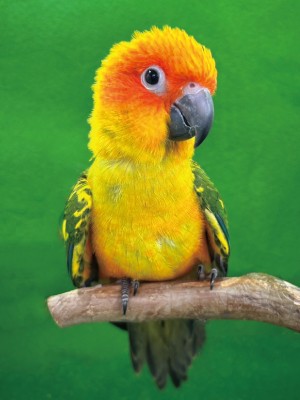 コガネメキシコインコ
