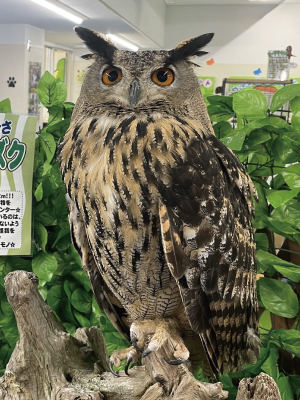 ワシミミズク