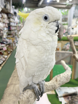 きーちゃん