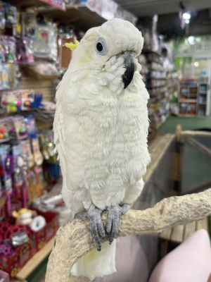 きーちゃん