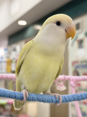 コザクラ