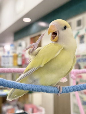 コザクラ