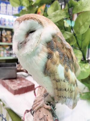 メンフクロウ