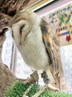 オオフクロウ