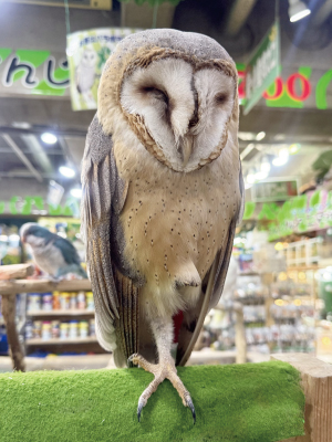 オオフクロウ