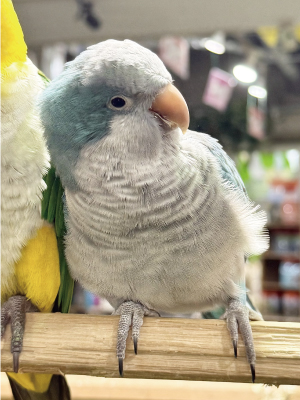 オキナインコ