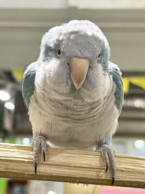 オキナインコ