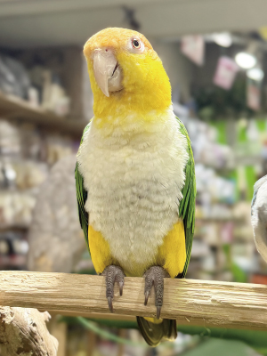シロハラインコ