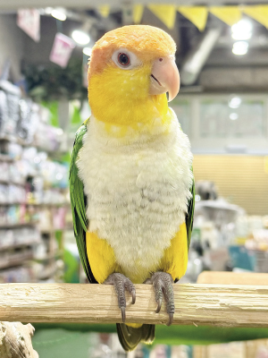 シロハラインコ