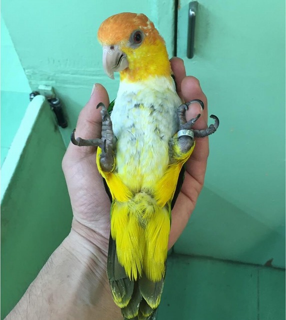 あなたにピッタリのペットが見つかります 鳥 ペットことならzoo