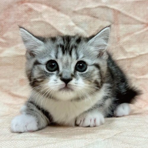 あなたにピッタリなペットが見つかります（猫）｜ペットのこと
