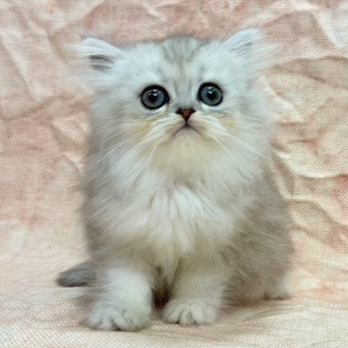 ペルシャ