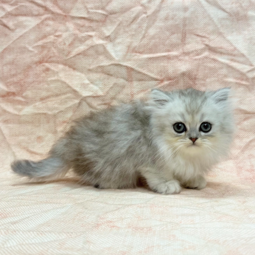 ペルシャ