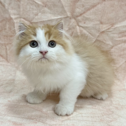 あなたにピッタリなペットが見つかります（猫）｜ペットのこと