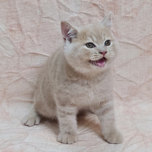 スコティッシュフォールド