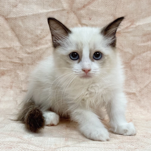 【新品】LEPSIM PETフォトT 猫 セール】PETフォトT 490665（Tシャツ/カットソー）｜LEPSIM