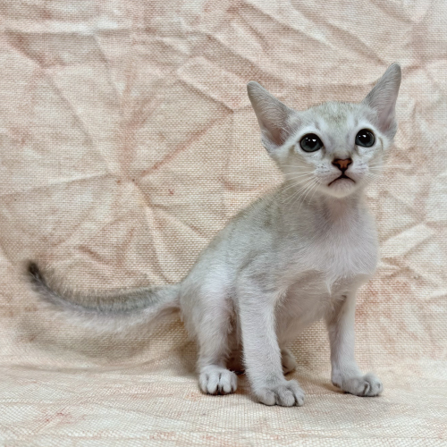 シンガプーラ