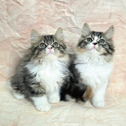 スコティッシュフォールド