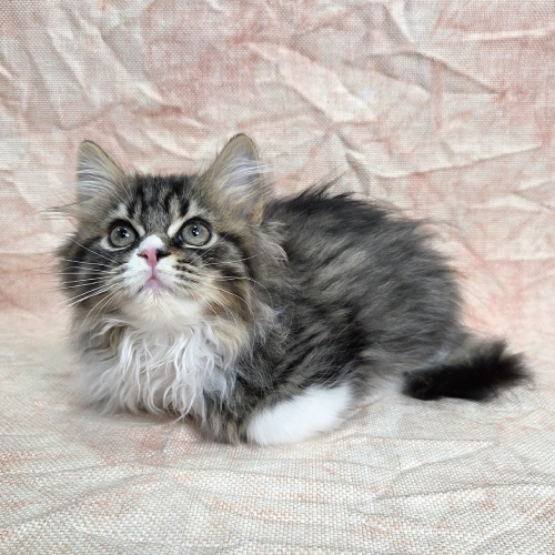 スコティッシュフォールド