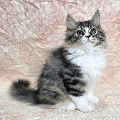 スコティッシュフォールド