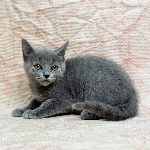 シャルトリュー