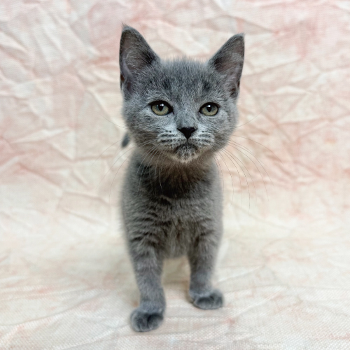 シャルトリュー