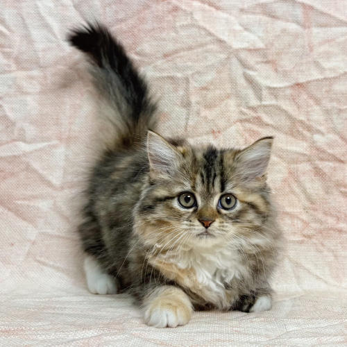 ノルウェージャンフォレストキャット