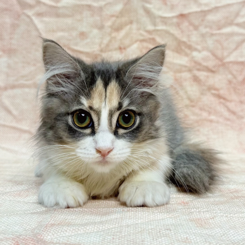 ターキッシュアンゴラ