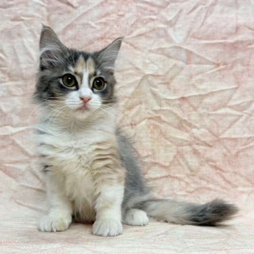 ターキッシュアンゴラ