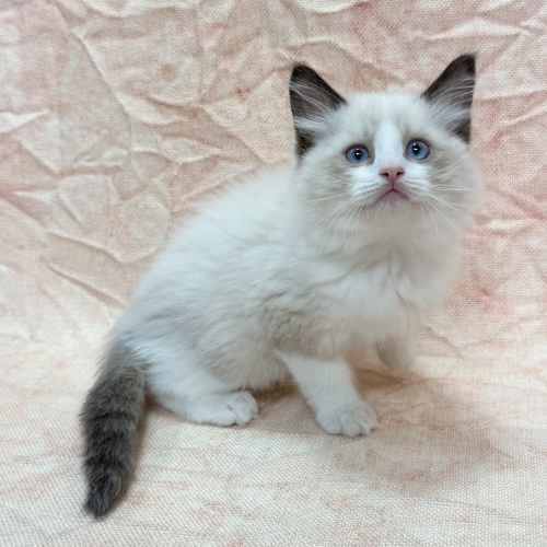 スコティッシュフォールド