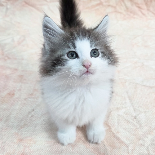 ノルウェージャン