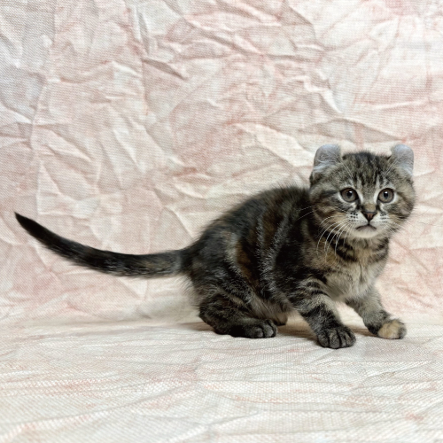 アメリカンカール