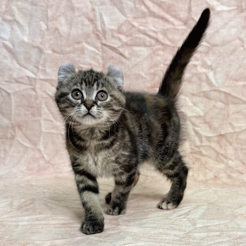 アメリカンカール