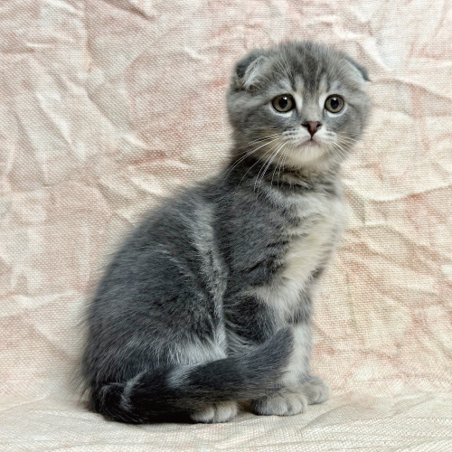 スコティッシュフォールド