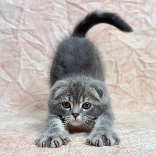 スコティッシュフォールド