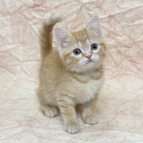 スコティッシュフォールド