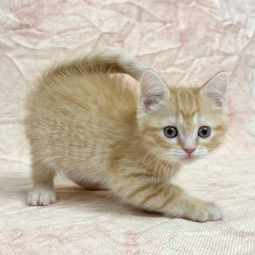 スコティッシュフォールド