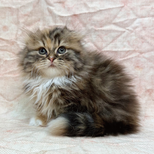 スコティッシュフォールド