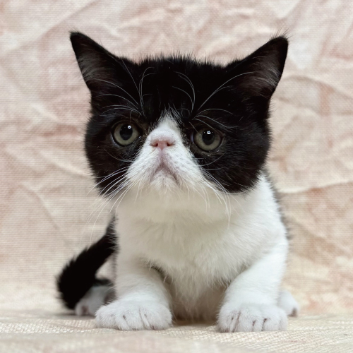 エキゾチックショートヘアー