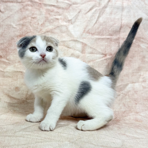 スコティッシュフォールド