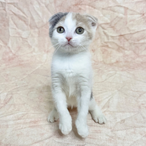 スコティッシュフォールド