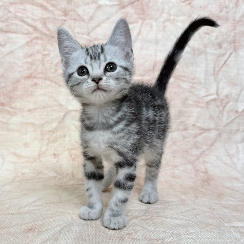 アメリカンショートヘアー