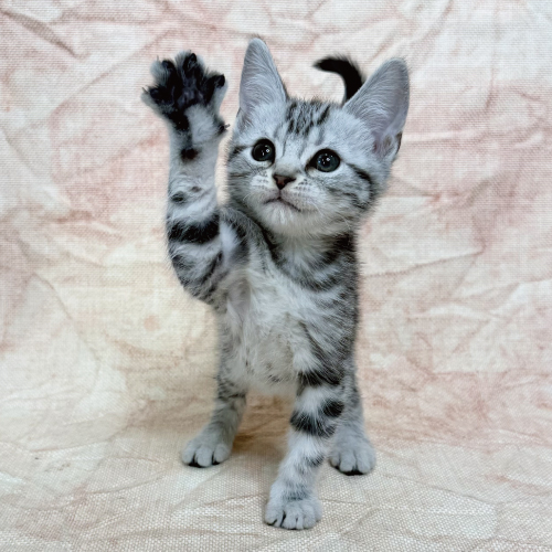 zoo　午前中指定 歯からみる 動物の進化 | 沖縄こどもの国 - Okinawa Zoo & Museum